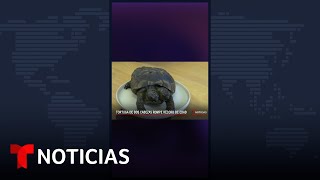 JANUS Janus, la tortuga de dos cabezas, cumple 25 años en Suiza #Shorts | Noticias Telemundo