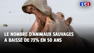 Le nombre d&#39;animaux sauvages a baissé de 73% en 50 ans : le rapport alarmant de WWF