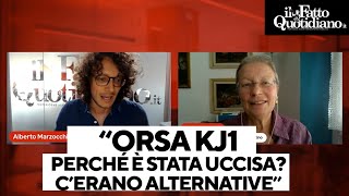 &quot;L&#39;orsa Kj1 aveva il radiocollare, perché è stata uccisa e non monitorata? Ecco le alternative&quot;