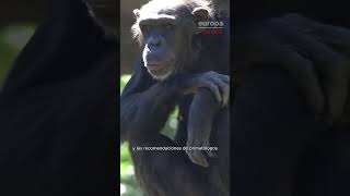 S&U PLC [CBOE] La chimpancé Natalia suelta su bebé muerto al poco de nacer y concluye su duelo se siete meses