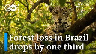 AMAZON.COM INC. Amazon deforestation has slowed down, report reveals | DW News