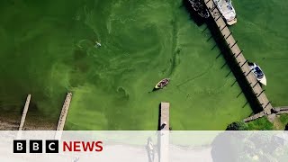 Windermere turning green due to high tourist numbers, researchers say | BBC News