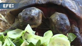 JANUS Janus, la tortuga de dos cabezas más longeva del mundo, cambia de domicilio en Ginebra