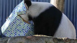 La Cina donerà due panda all&#39;Australia: l&#39;annuncio di Li Qiang in visita allo zoo di Adelaide