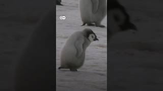 EMPERADOR Ni una sola cría de una colonia de pingüinos emperador sobrevivió por un temprano deshielo