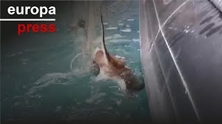 La Guardia Civil retira del mar 400 metros de redes colocadas ilegalmente en La Palma