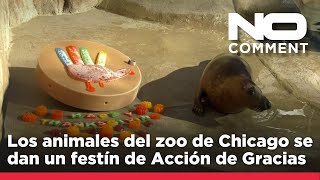 NO COMMENT: Los animales del zoo de Chicago se dan un festín anticipado de Acción de Gracias