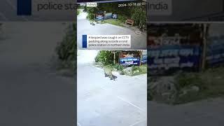 Moment CCTV captures leopard strolling past police station