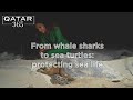 From whale sharks to sea turtles: protecting Qatar’s sea life