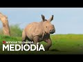 Video del día: Dan la bienvenida a una cría de rinoceronte amenazada | Noticias Telemundo
