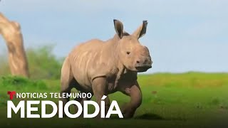 DIA Video del día: Dan la bienvenida a una cría de rinoceronte amenazada | Noticias Telemundo