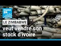 Le Zimbabwe veut vendre son stock d'ivoire estimé à 600 millions de dollars • FRANCE 24