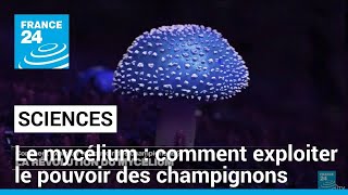 La révolution du mycélium : comment exploiter le pouvoir des champignons • FRANCE 24