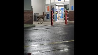 WALMART INC. Usa: cervo "fa la spesa" da Walmart