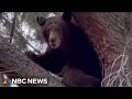 California bill calls for 'year of the grizzly bear'