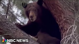 California bill calls for &#39;year of the grizzly bear&#39;