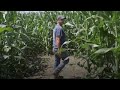 How corn mazes saved one family’s farming business