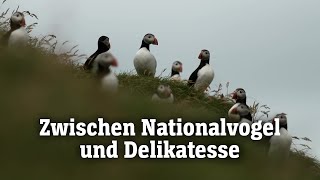 Papageientaucher auf Island: Zwischen Nationalvogel und Delikatesse | SPIEGEL TV für ARTE Re: