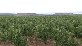BAYER AG NA O.N. Bayer presenta en La Rioja el proyecto Dionisio, su apuesta por la biodiversidad en España