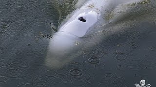BELUGA Francia, un esemplare di Beluga da salvare