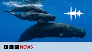 ALPHABET INC. CLASS A Sperm whales have their own alphabet, scientists say | BBC News