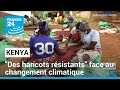 Kenya : "des haricots résistants" face au changement climatique • FRANCE 24