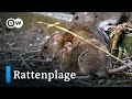 Wie Corona eine Rattenplage in Frankreich auslöste| Fokus Europa