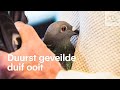 Belgische duif verkocht voor 1,6 miljoen euro