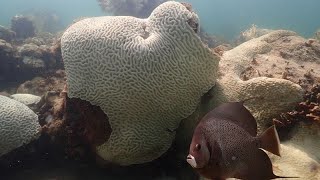 Hitze stresst die Korallen, sie verlieren ihre Farbe und sterben