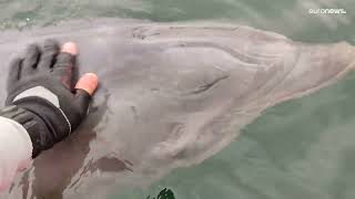 RIAS A/S [CBOE] El delfín Manoliño vuelve a aparecer en las rías gallegas