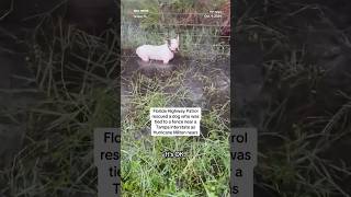 NEAR Florida Highway Patrol rescues dog who was tied to a fence near Tampa as Hurricane Milton nears