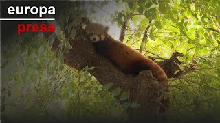 DIA Zoo de Madrid celebra el Día del Panda Rojo con el nacimiento de dos crías