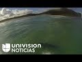 GOPRO INC. - Australiano surfea por sobre un tiburón y lo graba con una GoPro