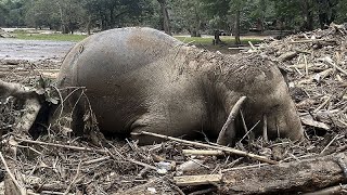 Inondazioni in Thailandia: muoiono due elefanti del santuario Elephant Nature Park