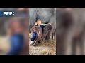 Una elefanta da a luz a gemelos de distinto sexo en un caso raro en Tailandia