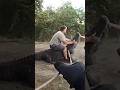 Encuentran un caimán gigante en un camino que es utilizado por niños para ir a la escuela