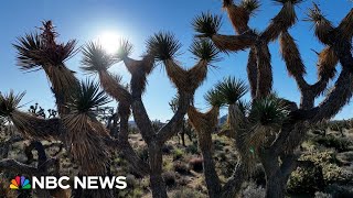 SEED INNOVATIONS LIMITED ORD 1P After fires destroyed millions of Joshua Trees, a new seed of hope
