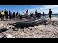 Scientists probe causes behind mass beaching of pilot whales in Australia