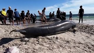 MASS Scientists probe causes behind mass beaching of pilot whales in Australia