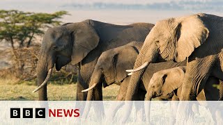 FD TECH PLC ORD 0.5P Can tech help to combat the illegal trade in elephant ivory? | BBC News