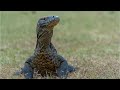 A Female Komodo Dragon Gave Birth To 3 Babies Without A Male Partner