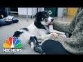 Teen Poet Laureate, Exceptional Minds, Piggy The Dog | NBC News For Universal Kids