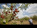 Europe's fruit farmers worry as unseasonal frosts threaten harvests