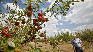Europe&#39;s fruit farmers worry as unseasonal frosts threaten harvests