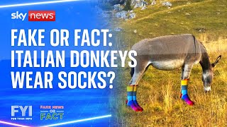 FYI RESOURCES LIMITED FYI: Fake or Fact - Italian donkeys wear socks?