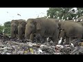Weil Elefanten dran sterben können: Sri Lanka will Plastiktüten verbieten