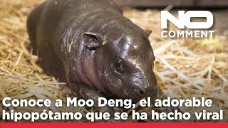 NO COMMENT: Patentan la imagen de Moo Deng, el adorable hipopótamo que se ha hecho viral