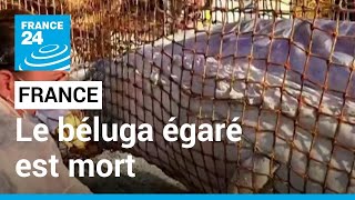 BELUGA France : le béluga égaré est mort malgré une vaste opération de sauvetage • FRANCE 24
