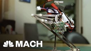 LEAR CORP. This Adorable Jumping Robot Will Lear Right Into Your Heart | Mach | NBC News