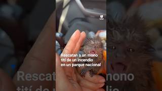 Así fue el rescate de un mono tití en un parque nacional